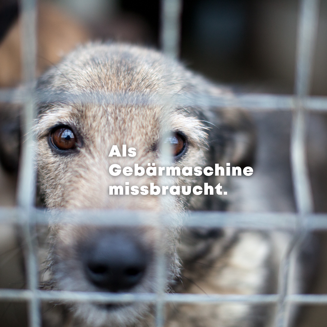 Warum sollte man einen Hund aus dem Tierschutz adoptieren?