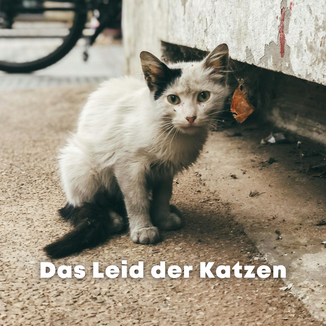 Das Leid der Straßenkatzen