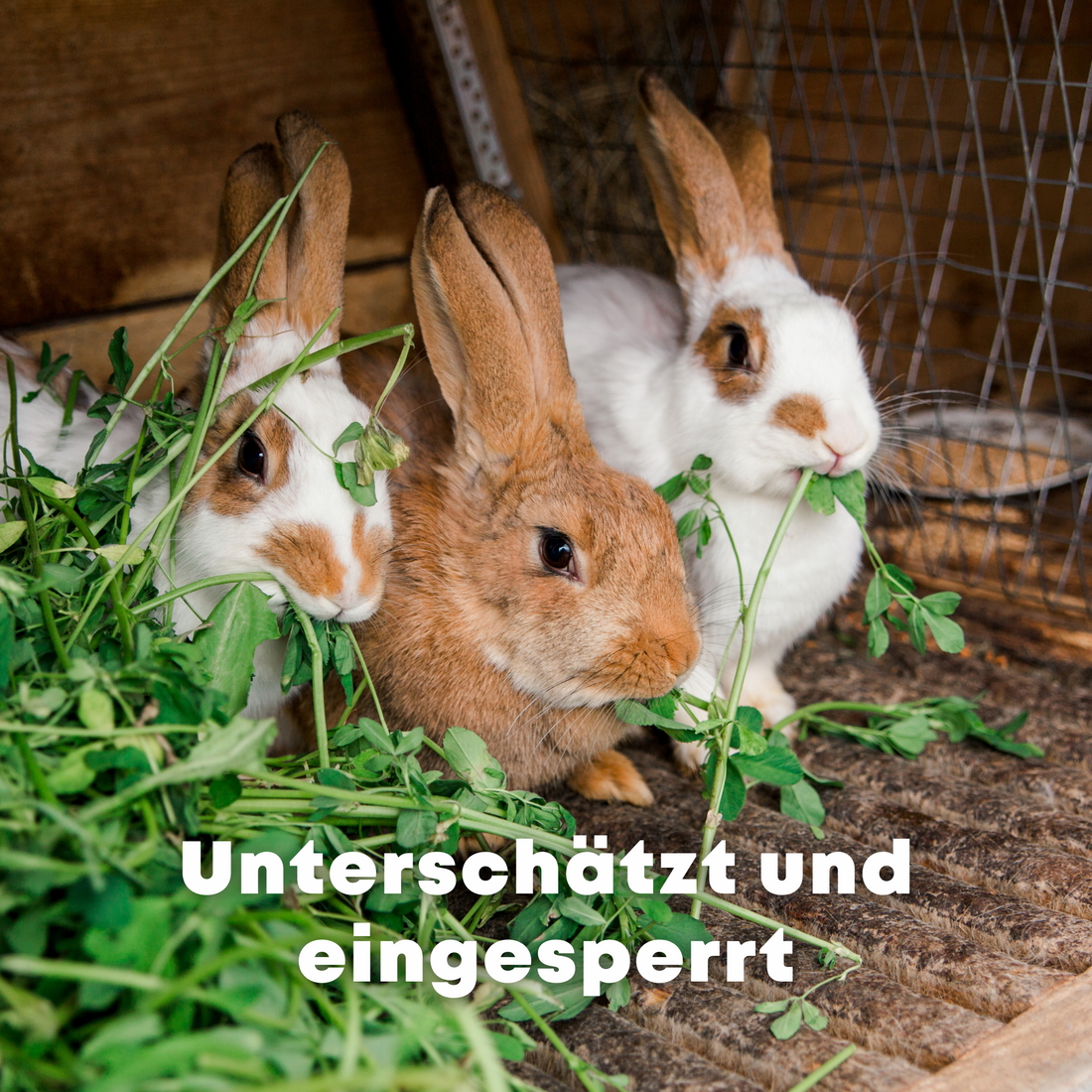 Opfer der Käfighaltung
