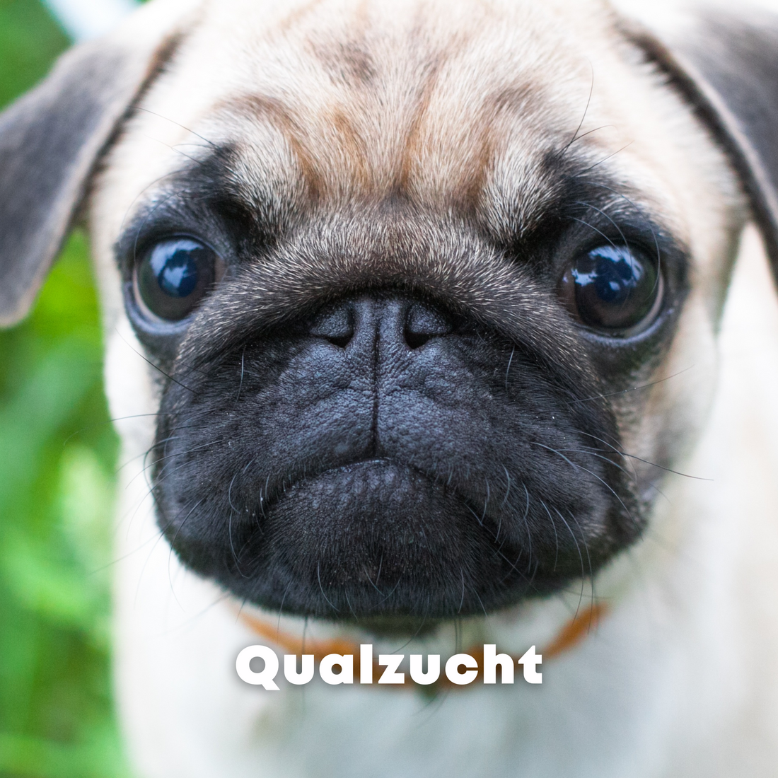 Qualzucht
