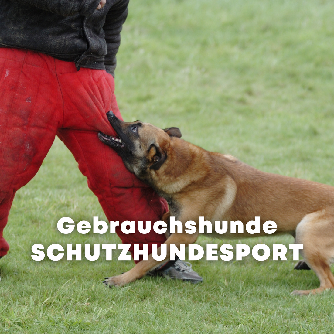 Gebrauchshunde- und Schutzhundesport