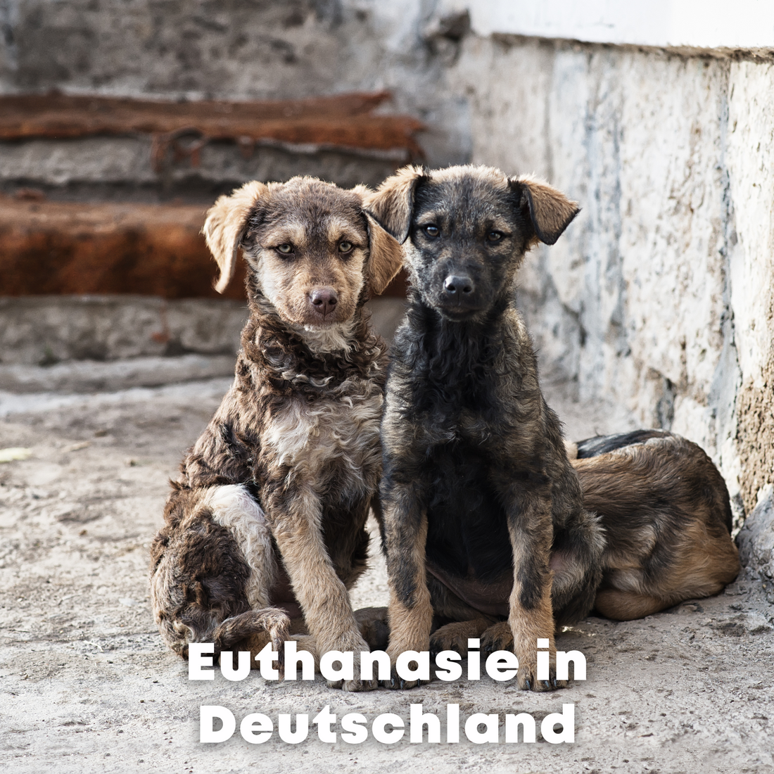 Euthanasie in Deutschland