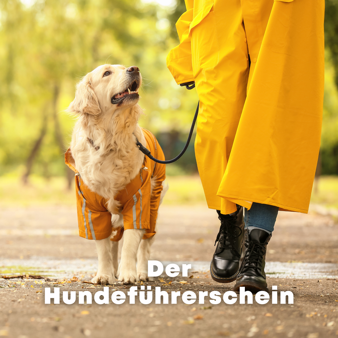 Der Hundeführerschein
